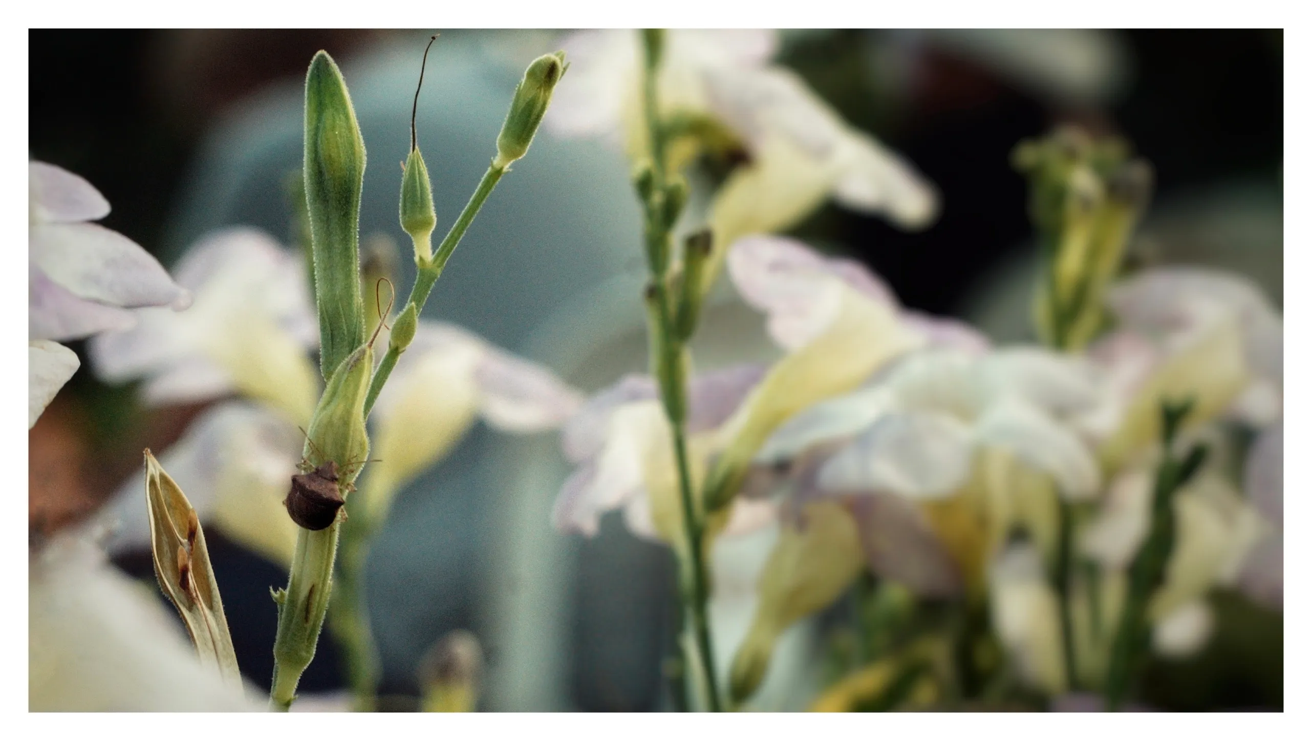 Insect macro photography